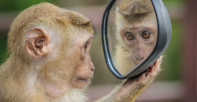 monkey-3512996